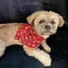 Dog Bandana - Image 5