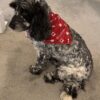 Dog Bandana - Image 6