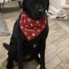 Dog Bandana - Image 3