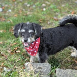 Dog Bandana