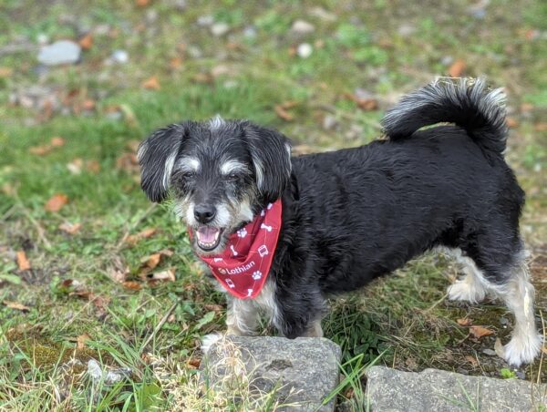 Dog Bandana