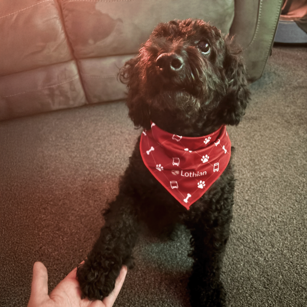 Dog Bandana