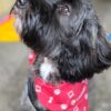 Dog Bandana - Image 2