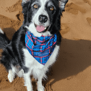 Dog Bandana - Edinburgh Bus Tours Tartan - Image 2