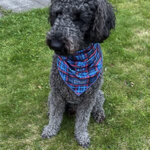 Dog Bandana - Edinburgh Bus Tours Tartan