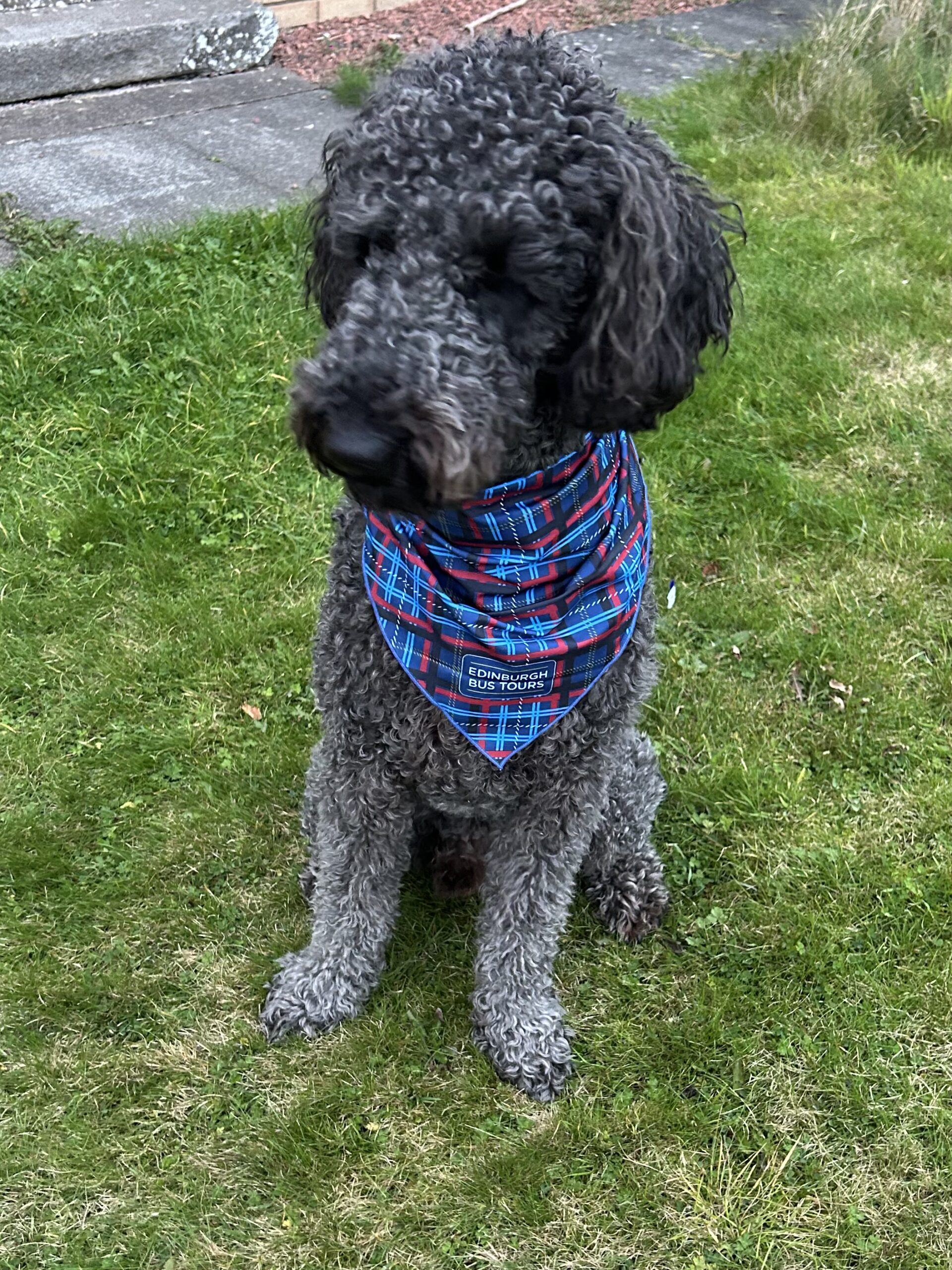 Dog Bandana - Edinburgh Bus Tours Tartan